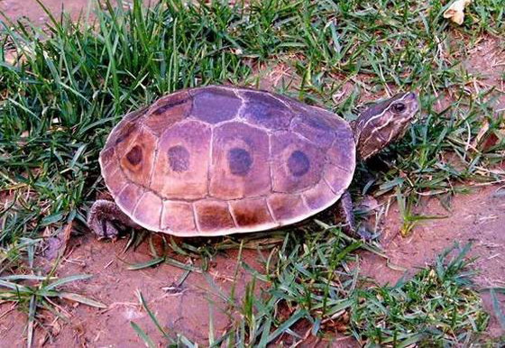 缅甸孔雀龟饲养方法