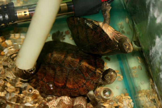 拟眼斑水龟多少钱一只