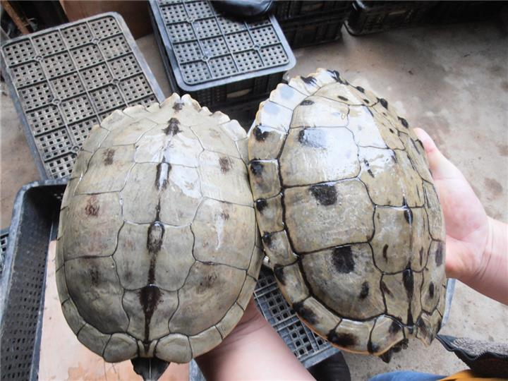 密西西比地图龟能在水族箱养吗