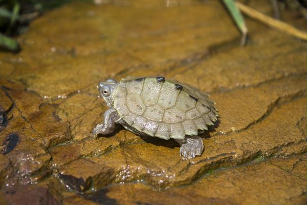 密西西比地图龟繁殖