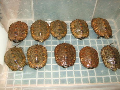 日本石龟吃什么蔬菜