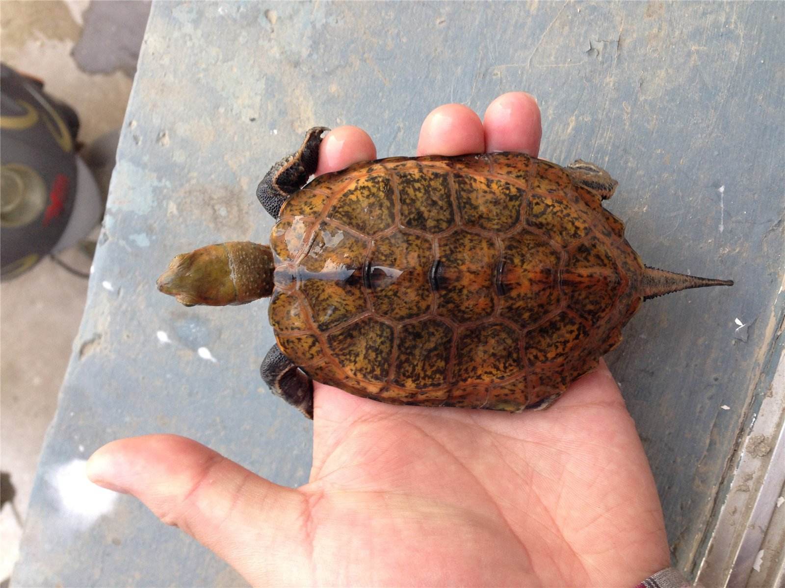 日本石龟可以陆养吗