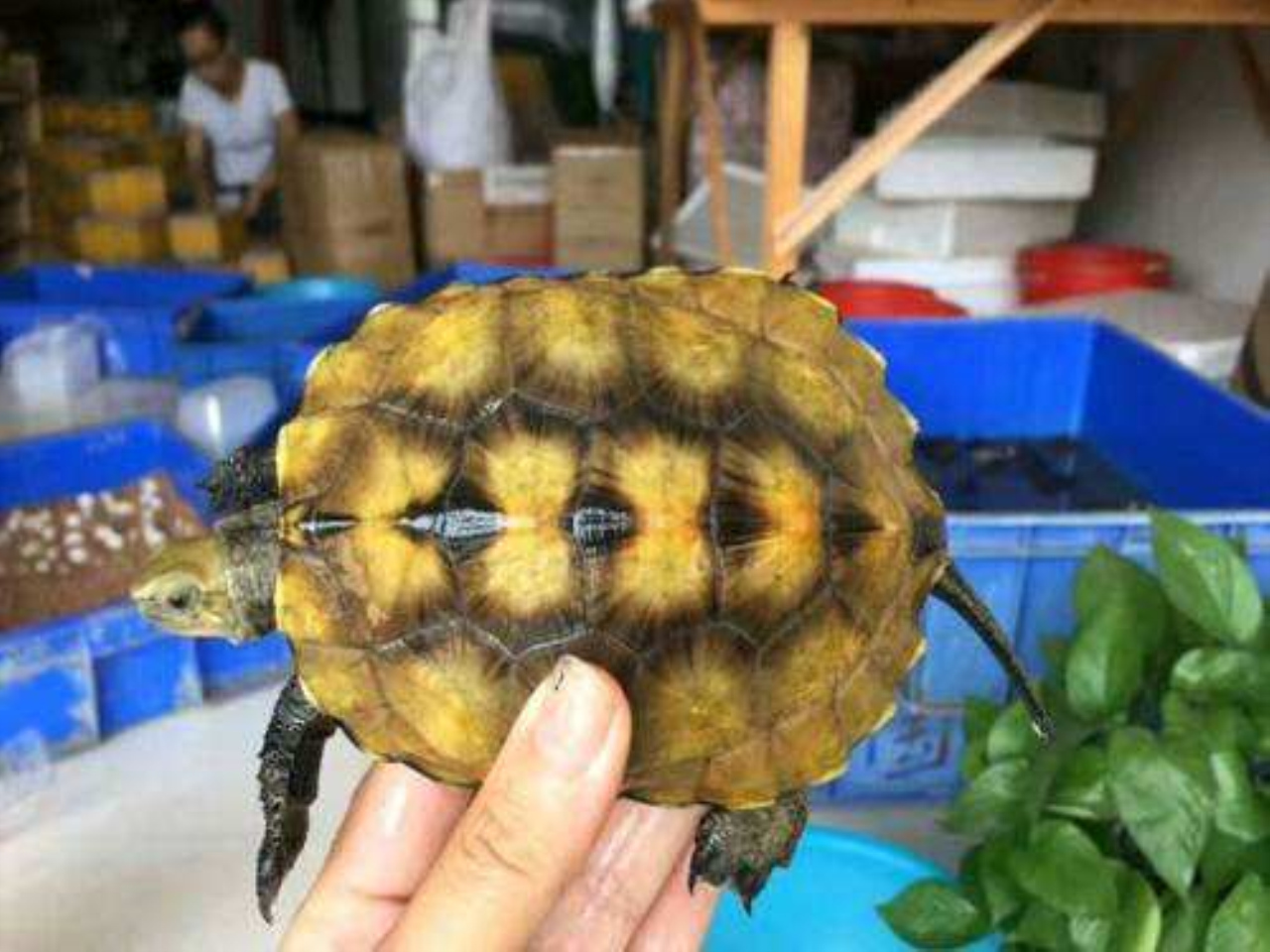 日本石龟可以活多少年