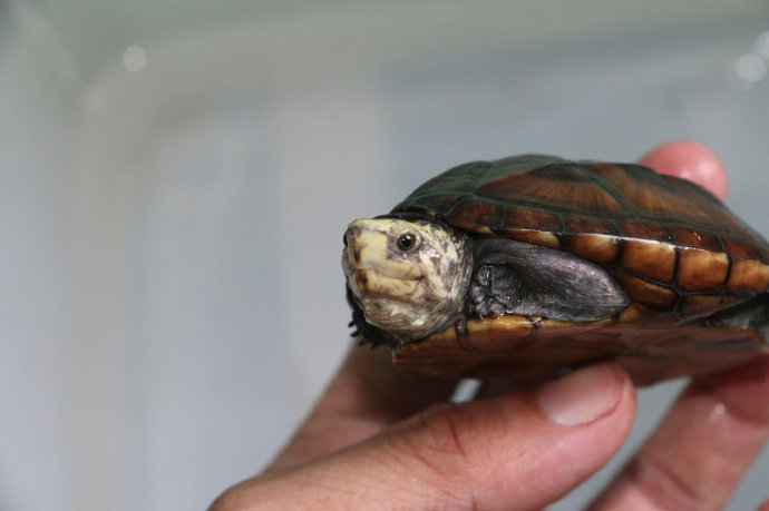 蝎泽蛋龟是深水龟吗