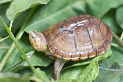 蝎泽蛋龟可以深水养吗