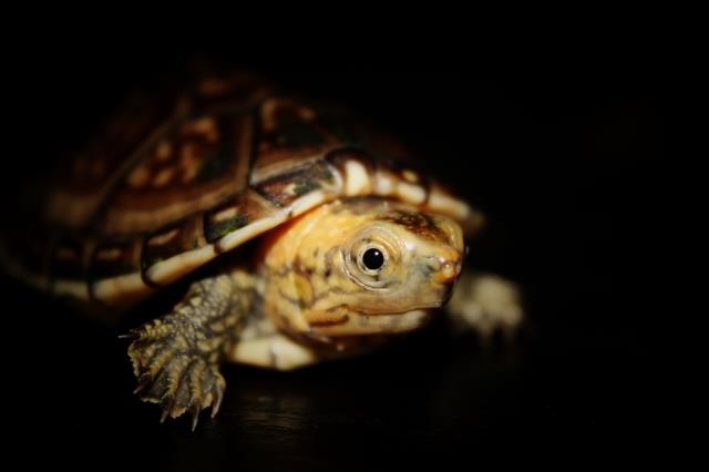 白唇泥龟是深水龟吗