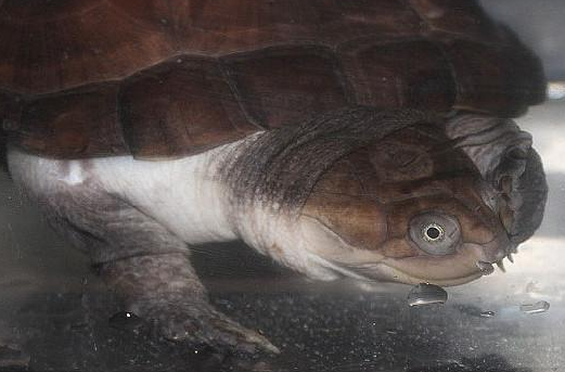 沼泽侧颈龟是热带龟吗