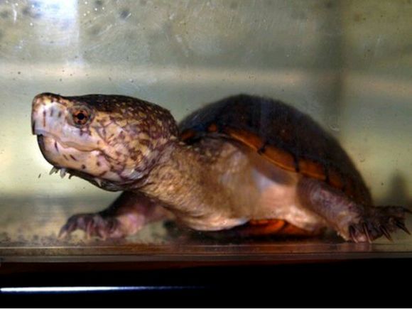 东方泥龟饲养环境