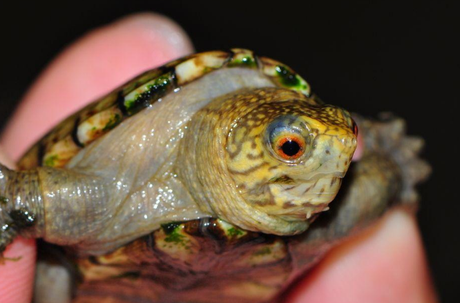东方泥龟和果核龟的区别