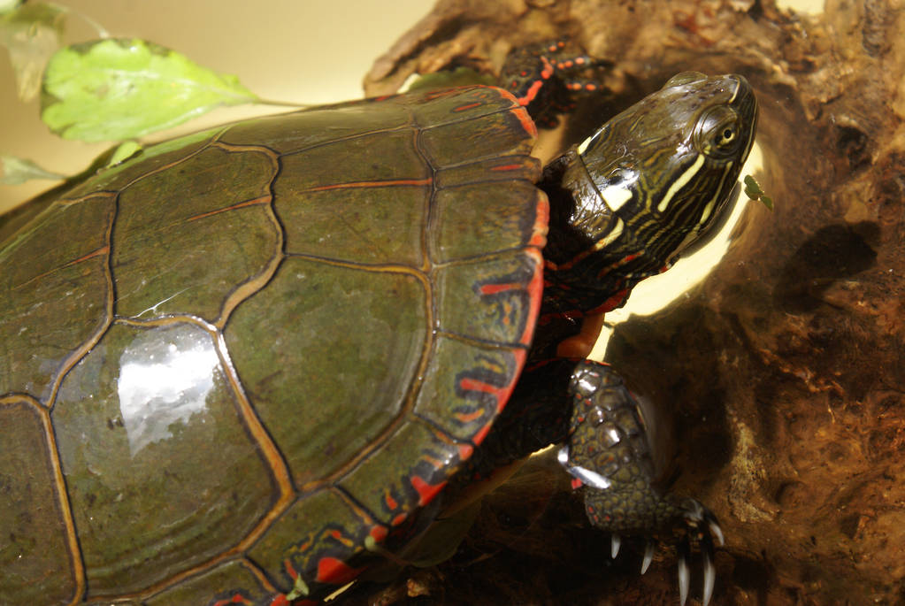 南部锦龟是保护动物吗