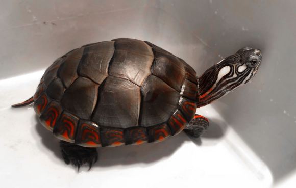 南部锦龟寿命一般有多少年