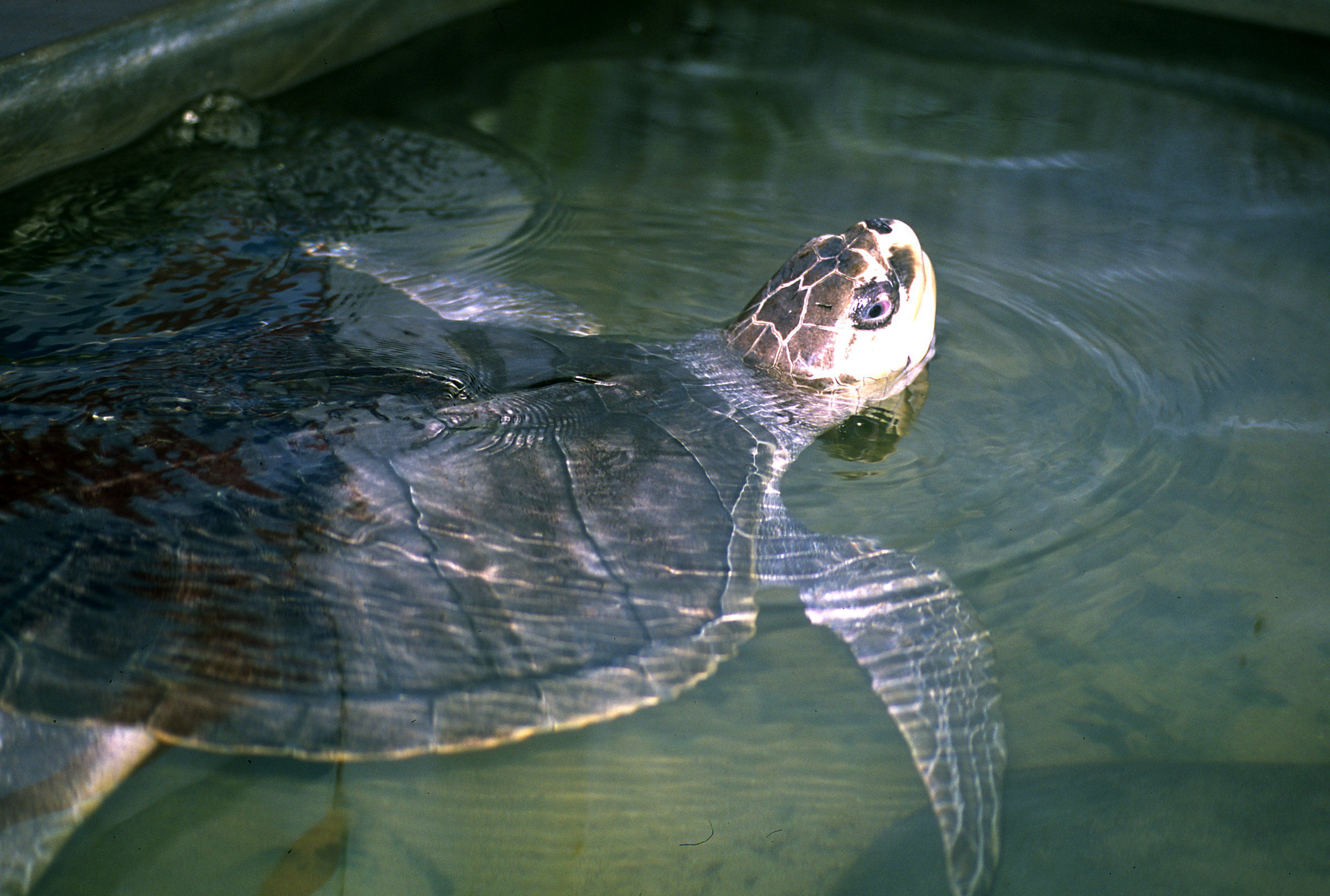 红海龟和玳瑁的区别