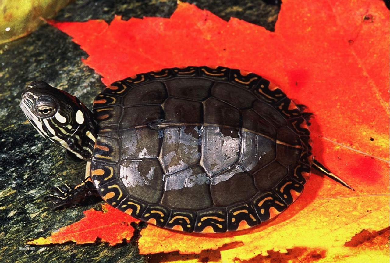 红纹锦龟饲养方法