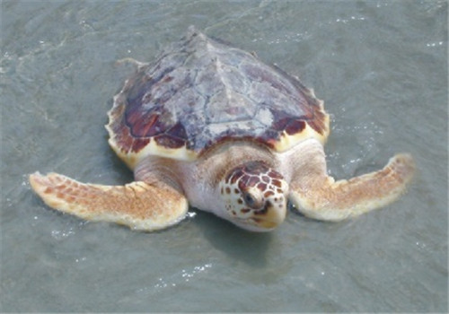 红海龟怎么养