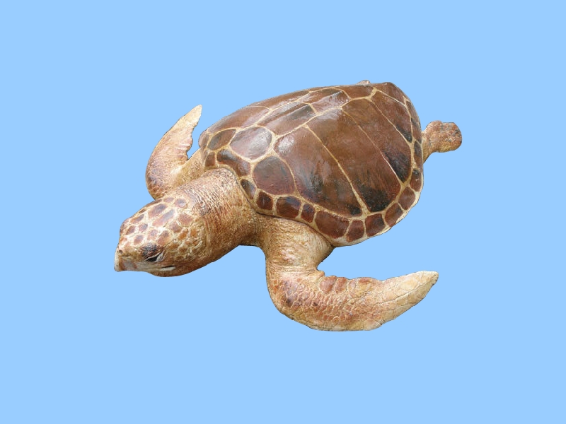 红海龟能活多少年