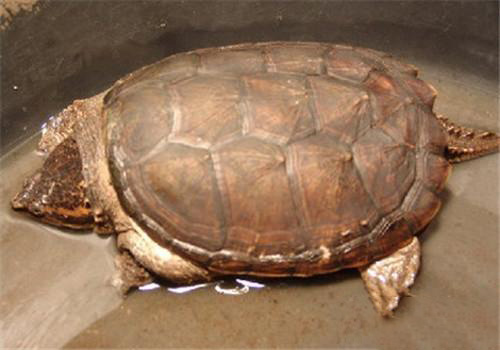 南美拟鳄龟怎么养