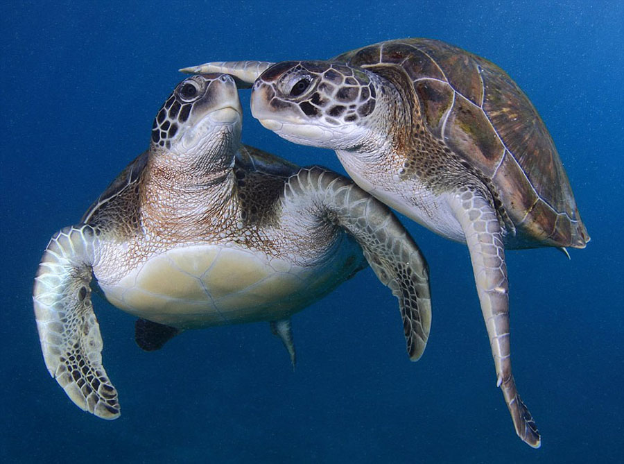 绿海龟可以淡水养吗