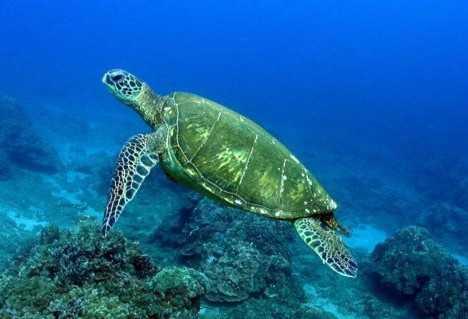 绿海龟是保护动物吗