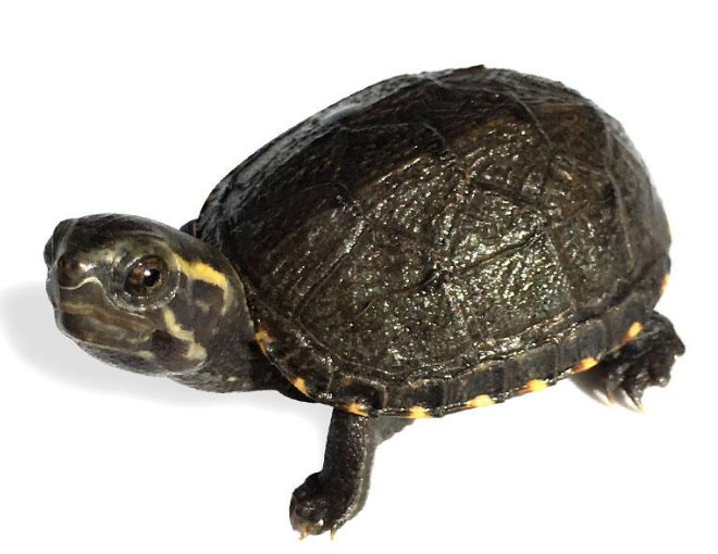 果核泥龟是深水龟嘛