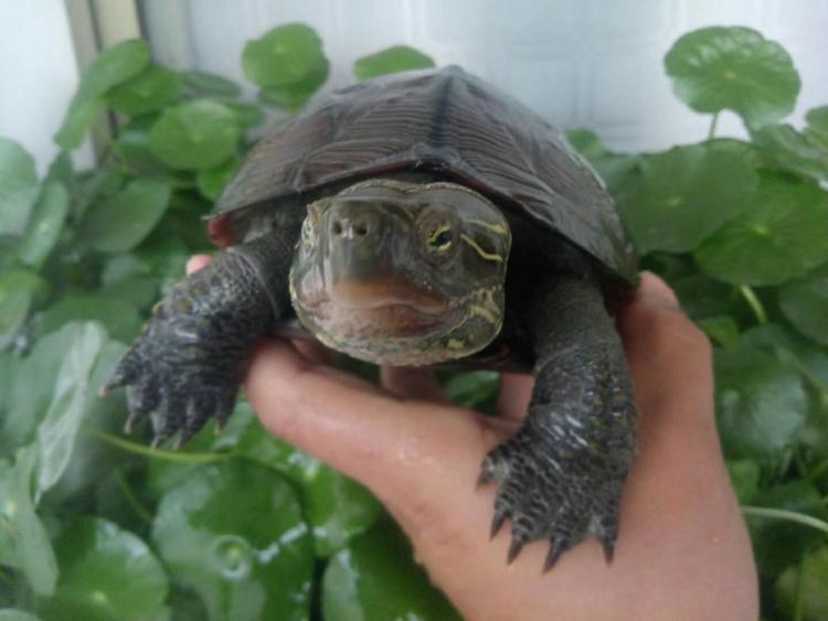 大头乌龟会咬人吗