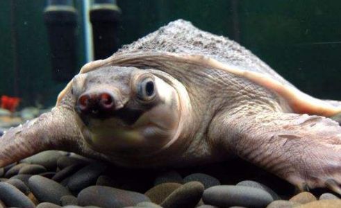 猪鼻龟和甲鱼的区别