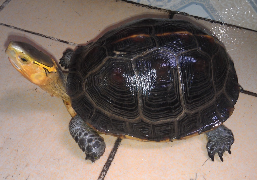 黄缘闭壳龟是水龟还是陆龟