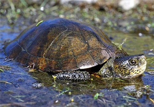 欧洲泽龟保护级别