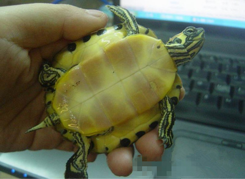 黄肚红耳龟如何繁殖