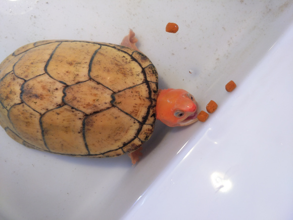 红面蛋龟能和剃刀混养吗