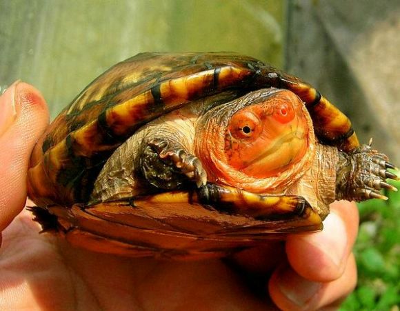 红面蛋龟不吃食什么原因