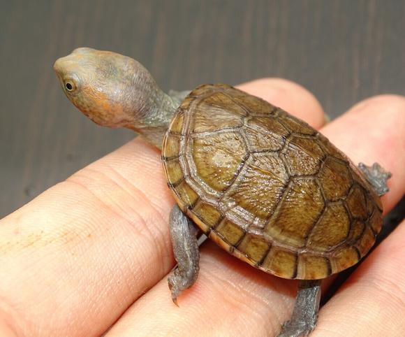 红面蛋龟能冷水过冬吗
