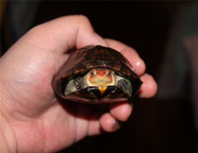 红面蛋龟是深水龟吗