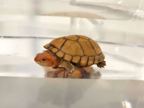 红面蛋龟能活多久