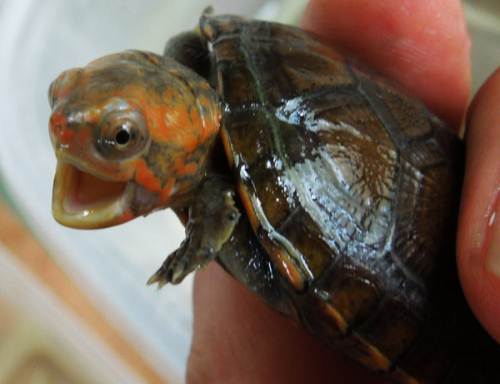 红面泥龟是保护动物吗