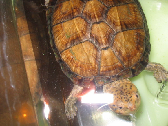 红面泥龟容易繁殖吗