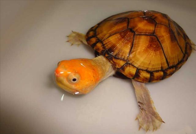 红面泥龟多少钱一只