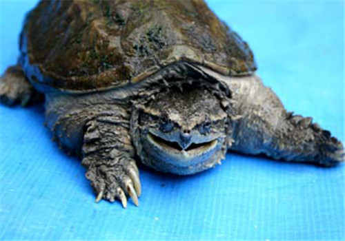 中美拟鳄龟凶吗