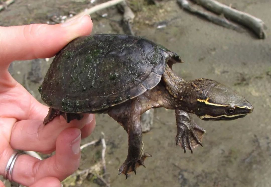 虎纹麝香龟和巨头龟有什么区别