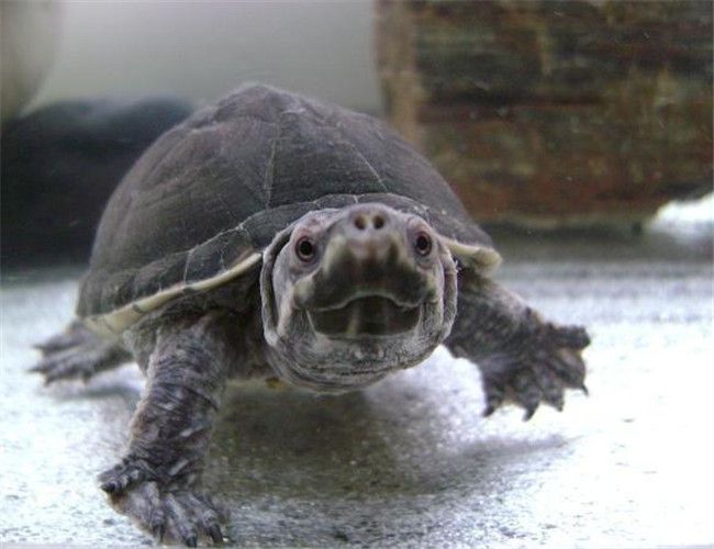 虎纹麝香龟是保护动物吗