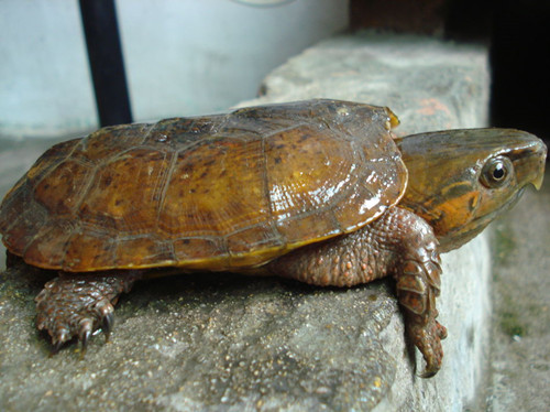 平胸龟为什么濒危
