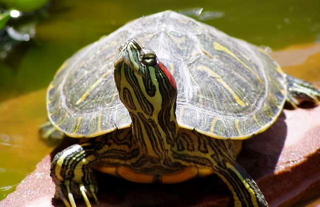巴西红耳龟白眼病怎么治