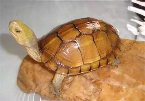 黄喉拟水龟可以水养吗