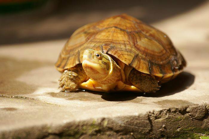 黄喉拟水龟怎么冬眠