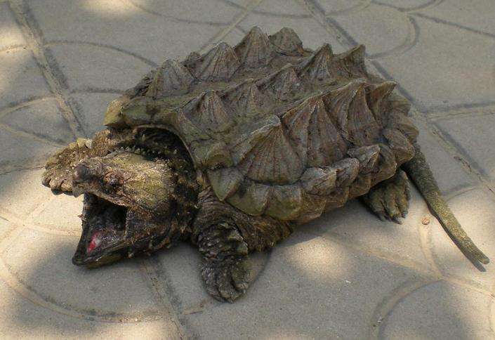 真鳄龟凶猛吗