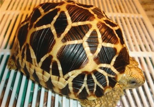 缅甸星龟能养多大