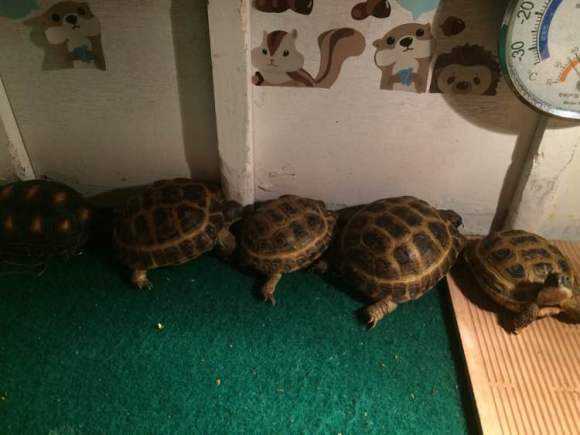 四爪陆龟能活多久
