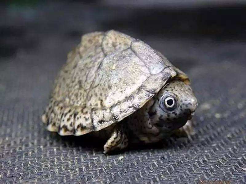 蛋龟怎么过冬