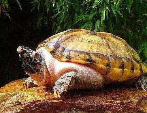 蛋龟是保护动物吗