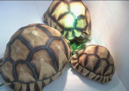 安哥洛卡陆龟寿命多久