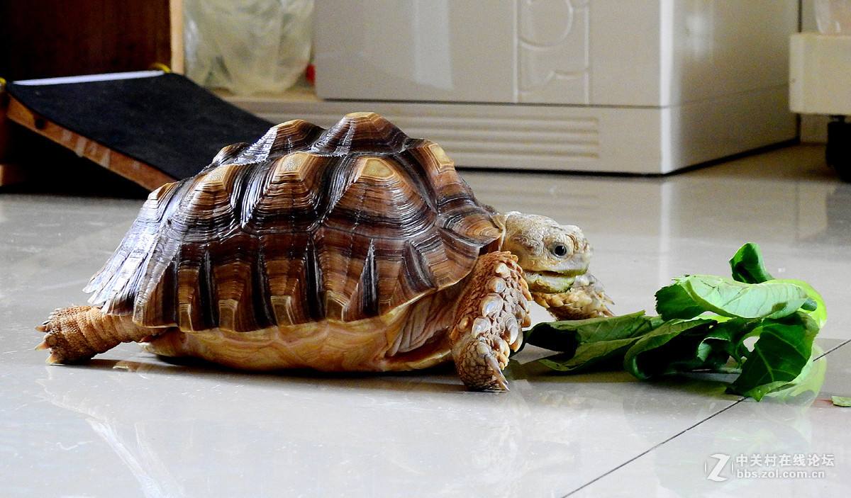 苏卡达象龟最爱吃什么